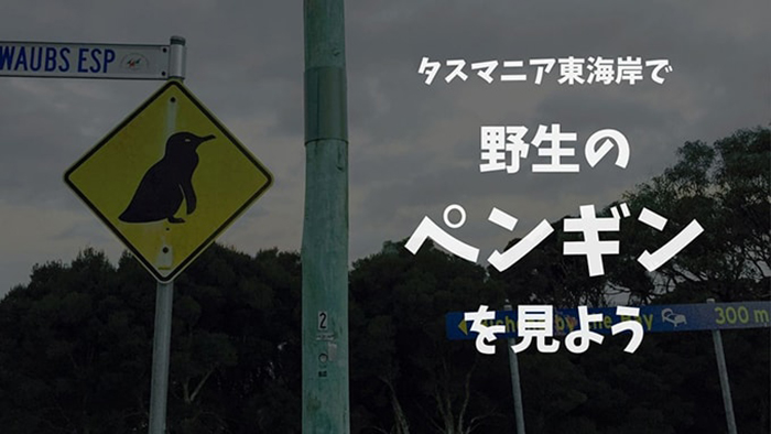 タスマニアのビチェノでフェアリーペンギンを見よう 出没スポットと注意点 さうすこあらどりーむ